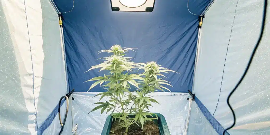 Culture de cannabis en tente intérieure avec éclairage artificiel, montrant une plante en phase de floraison.