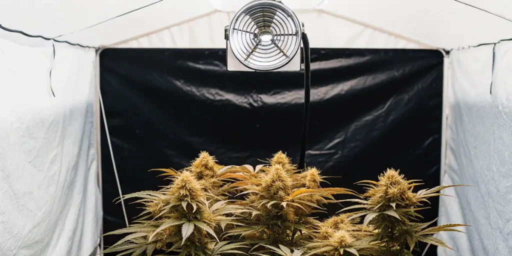 Plants de cannabis en intérieur avec système de ventilation et éclairage contrôlé.