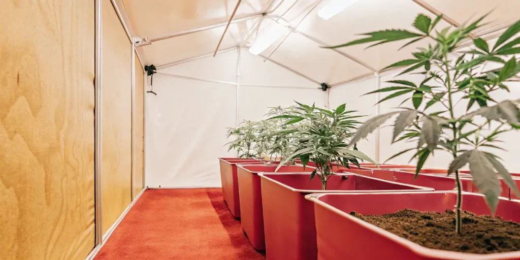 Culture intérieure de cannabis CBD avec plantes jeunes en bacs rouges alignés sous éclairage artificiel contrôlé.