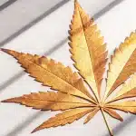 Feuille cannabis doree artistique posee sur surface claire avec ombres graphiques.