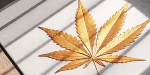 Feuille cannabis doree artistique posee sur surface claire avec ombres graphiques.