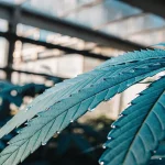 Feuille de cannabis avec gouttelettes d eau en serre.