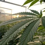 Feuille de cannabis avec gouttelettes d eau en serre au lever du soleil.