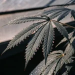Feuille cannabis gouttes eau serre lumiere douce avec nervures et bords denteles.