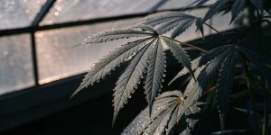 Feuille cannabis gouttes eau serre lumiere douce avec nervures et bords denteles.