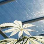 Feuille de cannabis eclairee par la lumiere naturelle dans une serre.