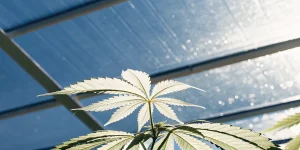 Feuille de cannabis eclairee par la lumiere naturelle dans une serre.