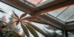 Feuille cannabis reflets rouges serre avec gouttes eau sous toit vitre.