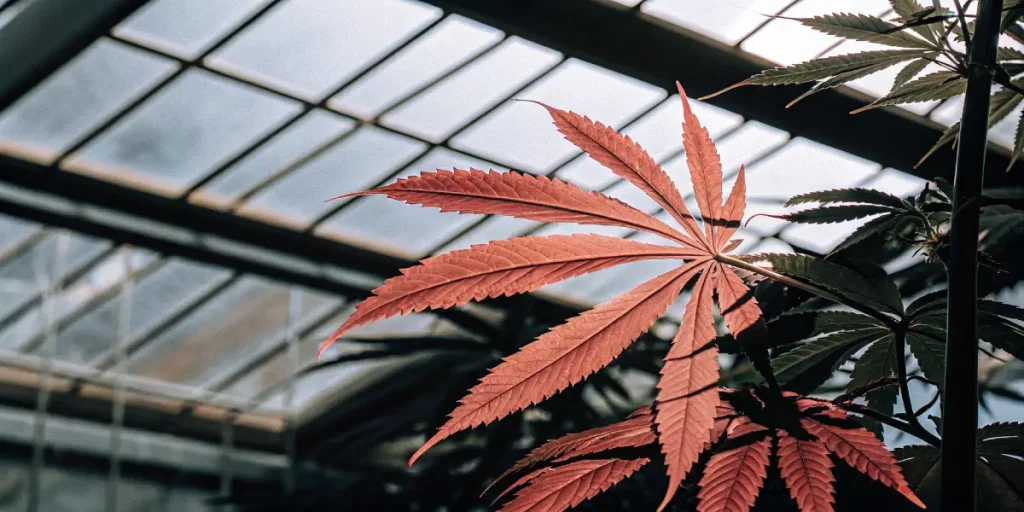 Feuille cannabis rouge serre lumiere naturelle avec contraste entre feuillage sombre et verriere.