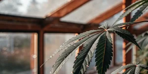 Feuille cannabis serre gouttes lumiere chaude avec perles eau sur nervures foncees.