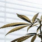 Feuille cannabis serre lumiere diffusee naturelle avec contours denteles visibles.