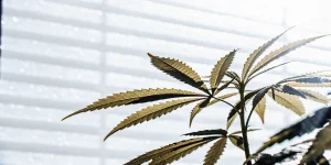 Feuille cannabis serre lumiere diffusee naturelle avec contours denteles visibles.