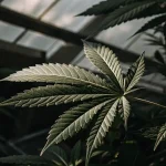 Feuille cannabis serre ombre lumiere avec nervures marquees sous verriere.