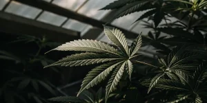 Feuille cannabis serre ombre lumiere avec nervures marquees sous verriere.