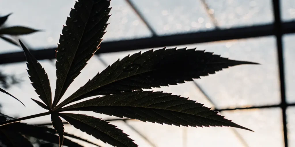 Feuille cannabis silhouette serre contre jour avec fines gouttes eau visibles sur surface.
