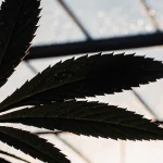 Feuille cannabis silhouette serre contre jour avec fines gouttes eau visibles sur surface.