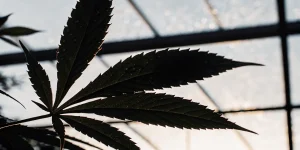 Feuille cannabis silhouette serre contre jour avec fines gouttes eau visibles sur surface.