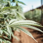 Feuilles de cannabis saines en culture exterieure sous lumiere naturelle.