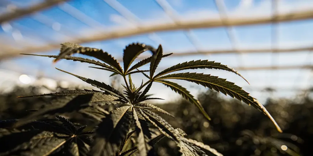 Feuilles cannabis serre lumiere doree contre jour avec details denteles visibles.