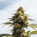 Fleur de cannabis CBD mature en extérieur avec gros bourgeon central et feuilles vertes sous ciel clair