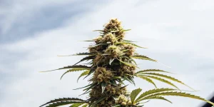Fleur de cannabis CBD mature en extérieur avec gros bourgeon central et feuilles vertes sous ciel clair