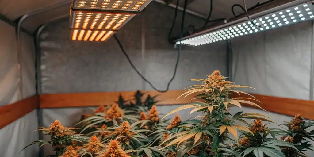 Fleur de cannabis CBD très résineuse avec trichomes blancs sous lumière naturelle