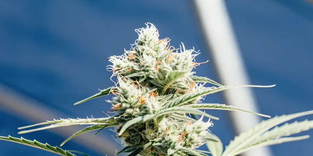 Fleur de cannabis CBD très résineuse avec trichomes blancs sous lumière naturelle