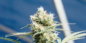 Fleur de cannabis CBD très résineuse avec trichomes blancs sous lumière naturelle