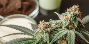 gros plan sur une fleur de cannabis résineuse couverte de trichomes avec pistils orangés