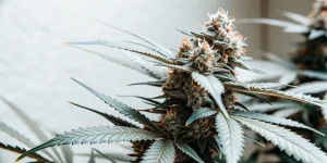 Fleur de cannabis en floraison avancée cultivée en intérieur, avec des trichomes visibles et des pistils orangés.