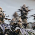 Gros plan de têtes de cannabis matures avec trichomes visibles et feuilles légèrement pourpres en floraison avancée.