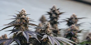 Gros plan de têtes de cannabis matures avec trichomes visibles et feuilles légèrement pourpres en floraison avancée.