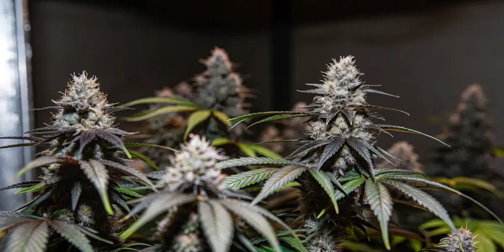fleurs de cannabis matures cultivées en intérieur avec têtes denses et résineuses
