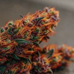 Culture intérieure de cannabis en floraison avec ventilation active et éclairage LED horticole