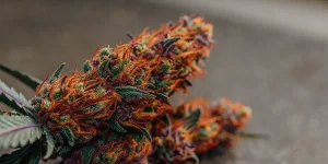 Culture intérieure de cannabis en floraison avec ventilation active et éclairage LED horticole