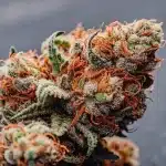 Gros plan d’un bourgeon de cannabis riche en trichomes avec pistils orangés et résine visible