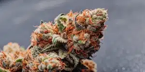 Gros plan d’un bourgeon de cannabis riche en trichomes avec pistils orangés et résine visible