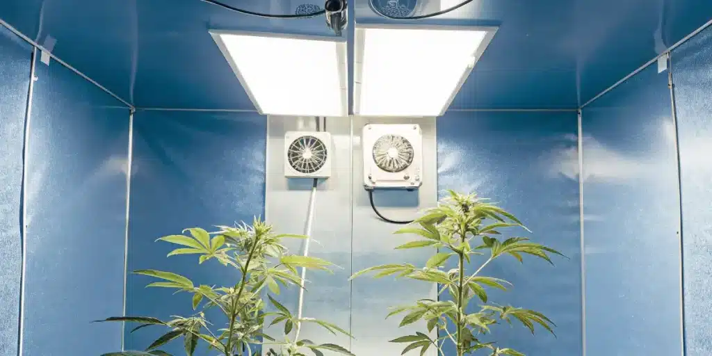 Culture de cannabis en intérieur avec éclairage LED puissant et système de ventilation intégré