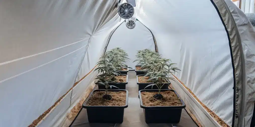 Culture de cannabis en tunnel intérieur avec pots alignés et environnement contrôlé pour une croissance homogène.