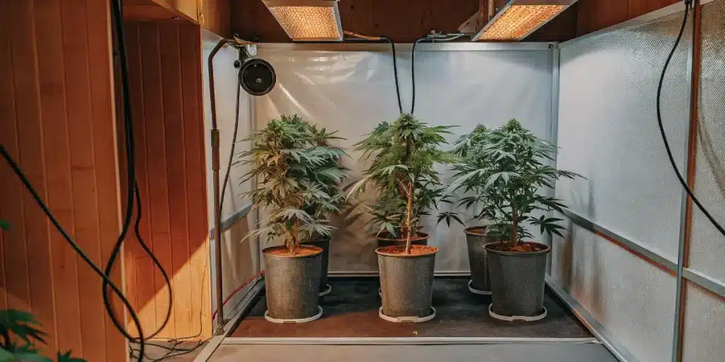 installation de culture de cannabis en intérieur avec éclairage LED et ventilation