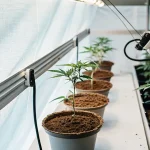 Jeunes plants de cannabis cultivés en pots sous éclairage LED dans une serre intérieure moderne.