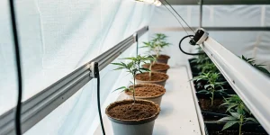 Jeunes plants de cannabis cultivés en pots sous éclairage LED dans une serre intérieure moderne.