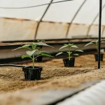 Jeunes plants de cannabis cultivés en serre sur substrat sableux avec système d’irrigation goutte à goutte.