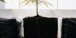 Plant cannabis systeme racinaire visible dans pot culture sous lumiere naturelle.