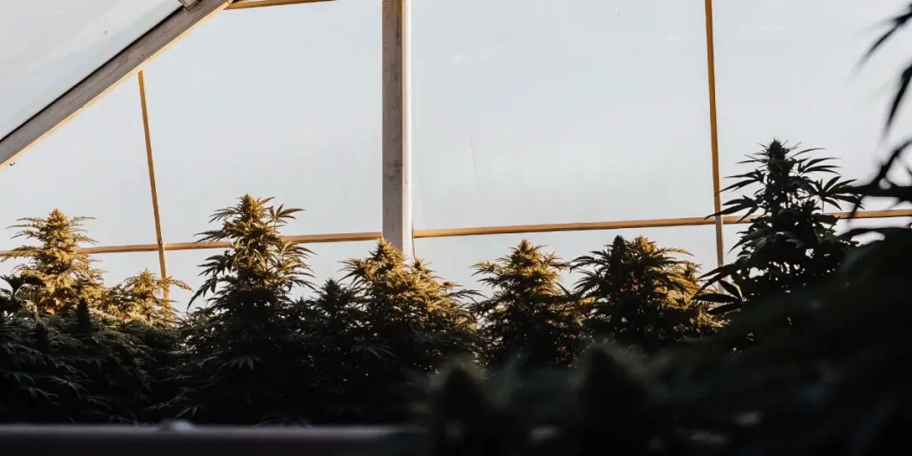 Plants de cannabis en serre éclairés par la lumière du soleil.