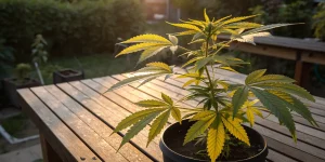 Plante de cannabis en pot avec feuilles jaunies sur une table en exterieur.