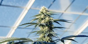 Plante de cannabis en pleine floraison cultivée sous serre avec lumière naturelle et structure protectrice.