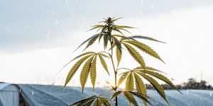 Plante de cannabis sous la pluie en culture exterieure.