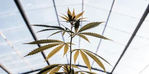 Plante cannabis serre feuilles dorees sous toit vitre avec lumiere diffuse.