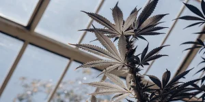 Plante cannabis serre feuilles foncees sous verriere avec structure metal et lumiere naturelle.
